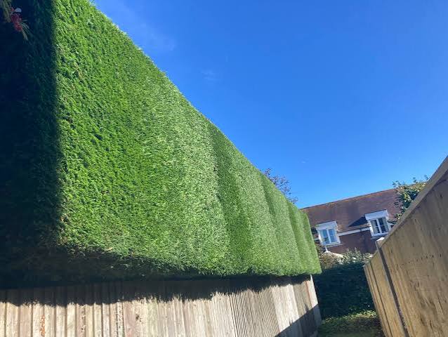 Hedge trimming result Leicester