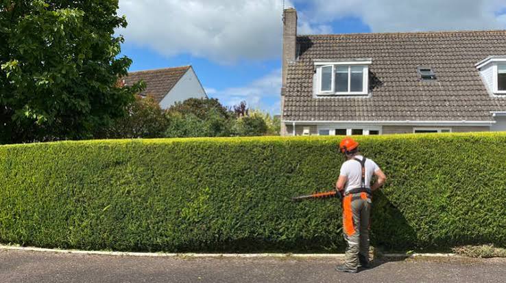Hedge trimming service Leicester